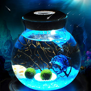 Micro Landscape Seaweed Eco Bottle