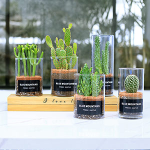 Succulent plant glass pot