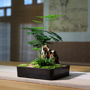 Moss Asparagus fern micro landscape potted plants