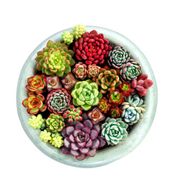 Succulent Plants for Beginners