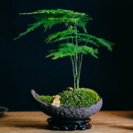 Japanese style asparagus fern purple sand bonsai