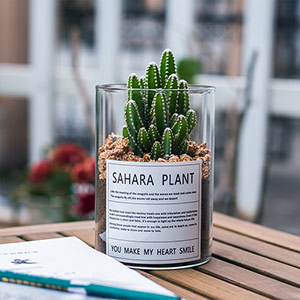 Cactus micro landscape potted plants
