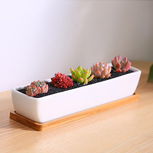 Creative succulent gift box
