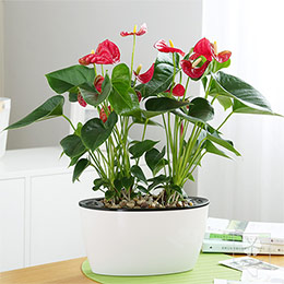 Long pot red and white anthurium plants