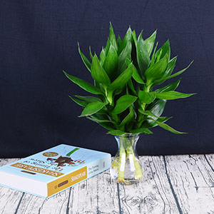 Hydroponic Guanyin lucky bamboo