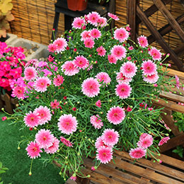 Margaret Daisy Potted Plant