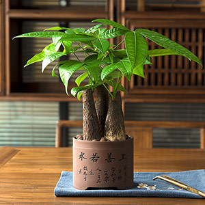Fortune tree bonsai