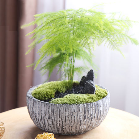 Asparagus fern plant potted landscape