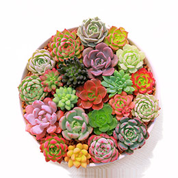 Succulent plant lithops potted plants