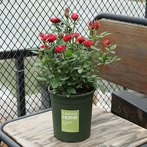 European rose potted plants