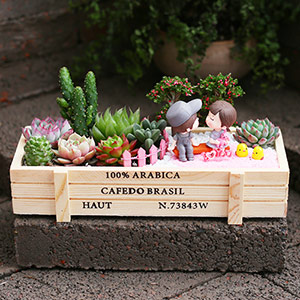 Succulent plant micro landscape potted plants