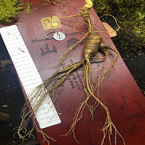 Changbai Mountain Forest Ginseng Gift Box