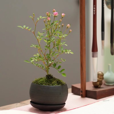 Mini Rose Potted Plant
