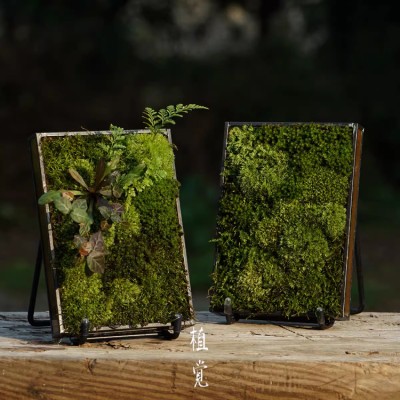 Micro landscape moss combination potted plants