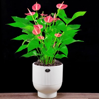 Anthurium bonsai