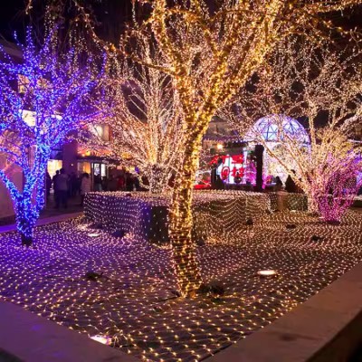 Gypsophila neon lights