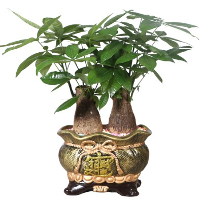 Fortune tree bonsai