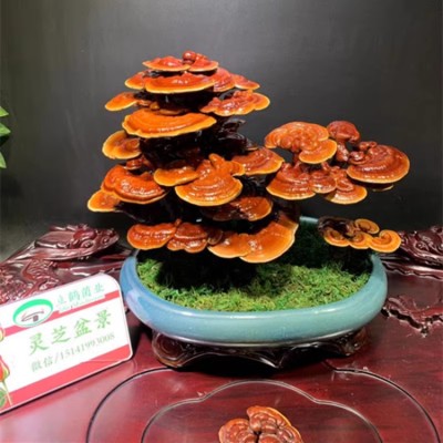 Ganoderma lucidum ornamental bonsai
