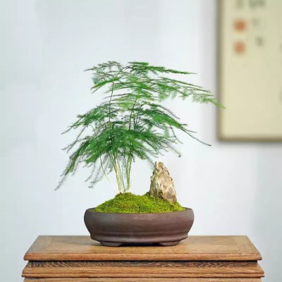 Mini Asparagus fern rockery bonsai