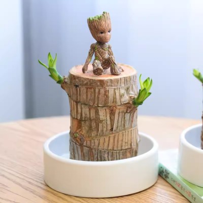 Lucky tree potted landscape