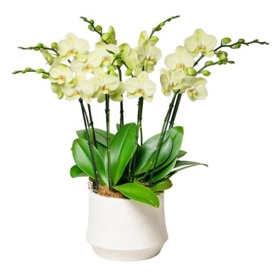 Phalaenopsis flower potted plants