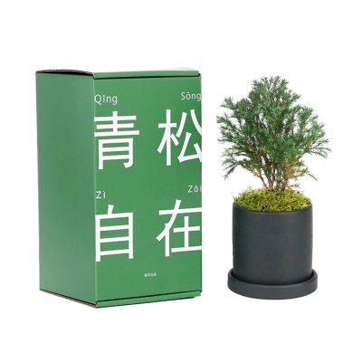 Green pine desktop potted plant