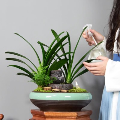 Gentleman's orchid potted plant