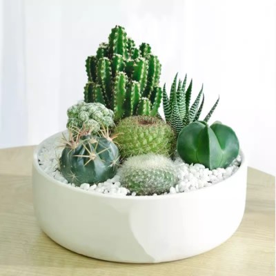 Cactus micro landscape potted plants