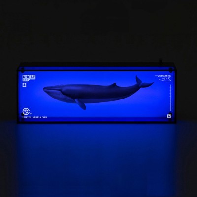Wandering with Whale Electric Lights