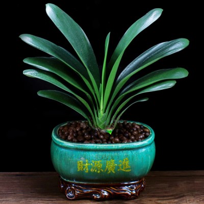 Clivia green potted plants