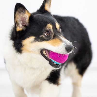 Dog Sound Toy Ball