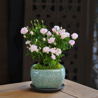 Japanese rose mini bonsai