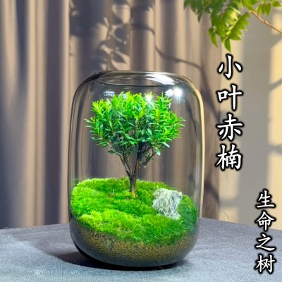 Micro Landscape Tree of Life Potted Plant