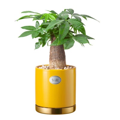 Small potted fortune tree for desk