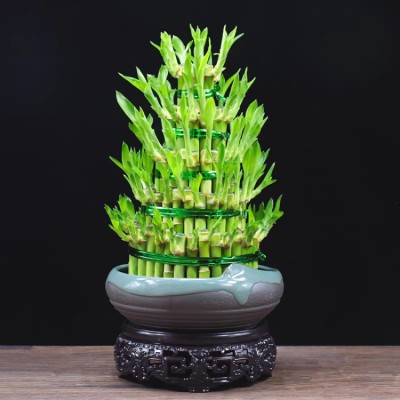 Lucky Bamboo Potted Plant