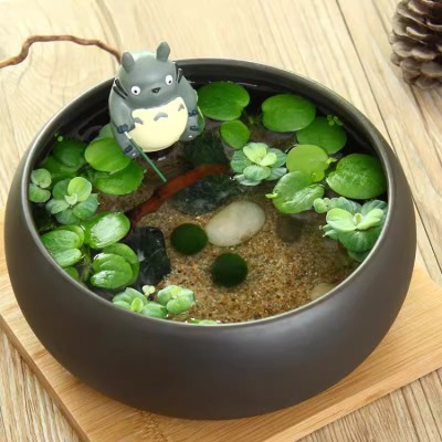 Chinchilla seaweed ball micro landscape potted plant