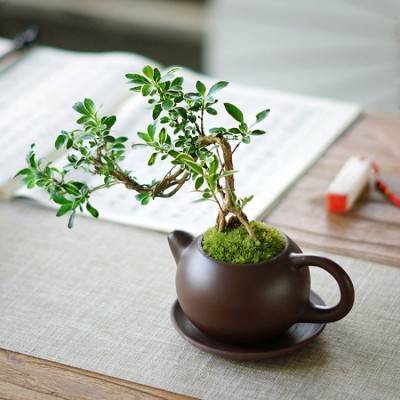 June Snow Purple Clay Pot Pot