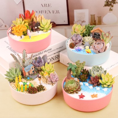 Succulent plant combination potted plant
