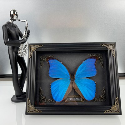 Butterfly specimen display frame