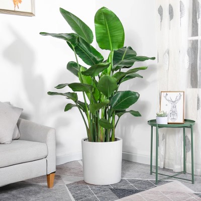 Large Bird of Paradise Floor Plant