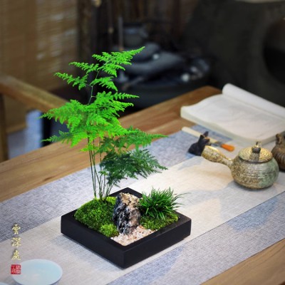 Moss Asparagus fern micro landscape potted plants
