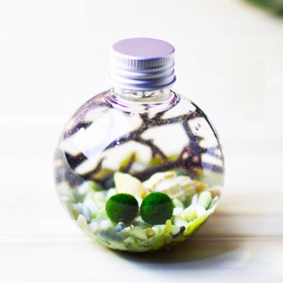 Seaweed ball hydroponic micro landscape